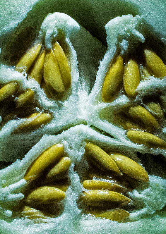 Honeydew Melon Seeds - 2