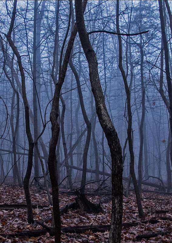Foggy-Woods - 2