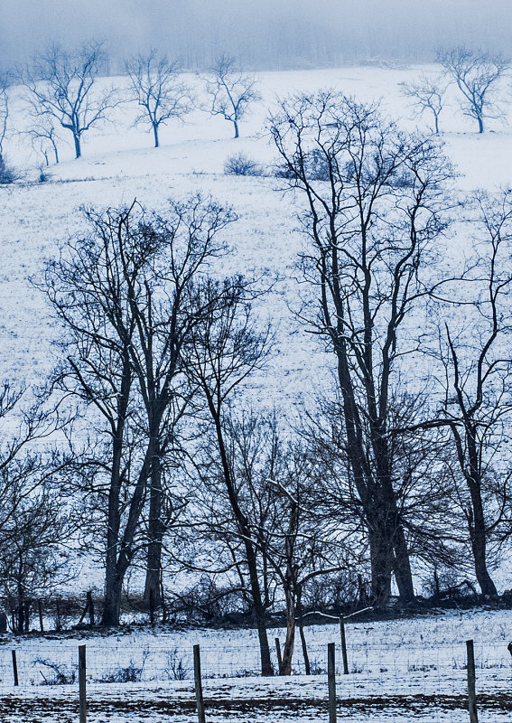 Trees-on-Snowy-Hill