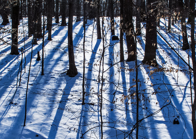 Snow-Tree-Shadows