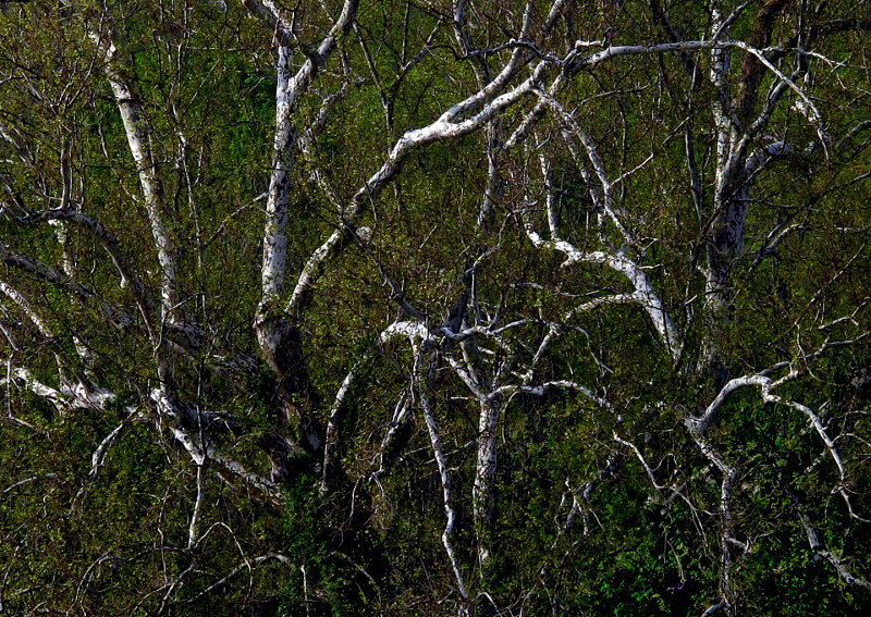 Morning-Sycamores