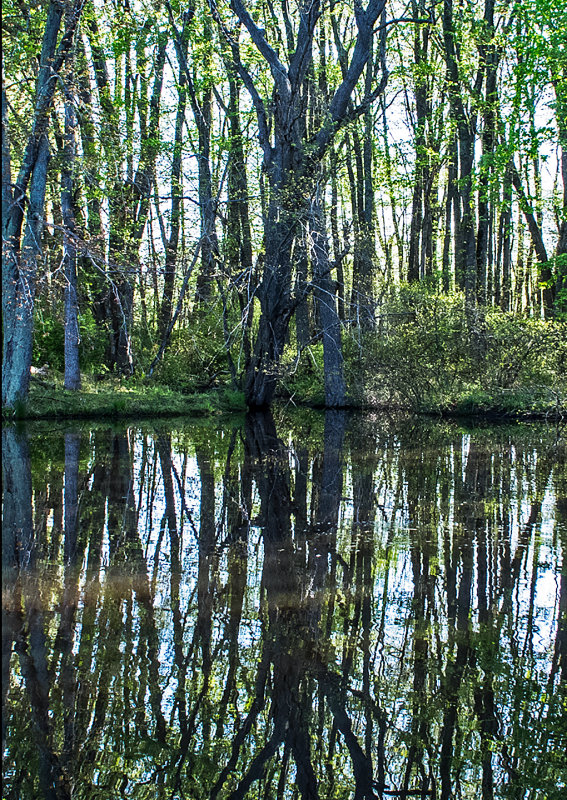 Pond-Reflections-2