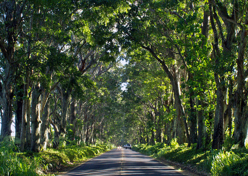 Tree Tunnel - Kauai
