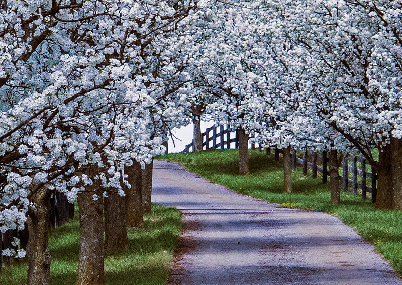 Flowering Tree-lined Drive
