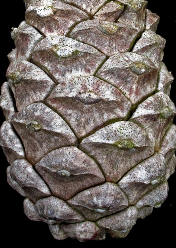 Japanese-Black-Pinecone