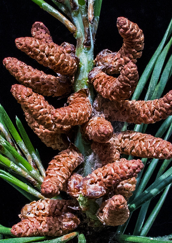 Baby-Pine-Cones - 3