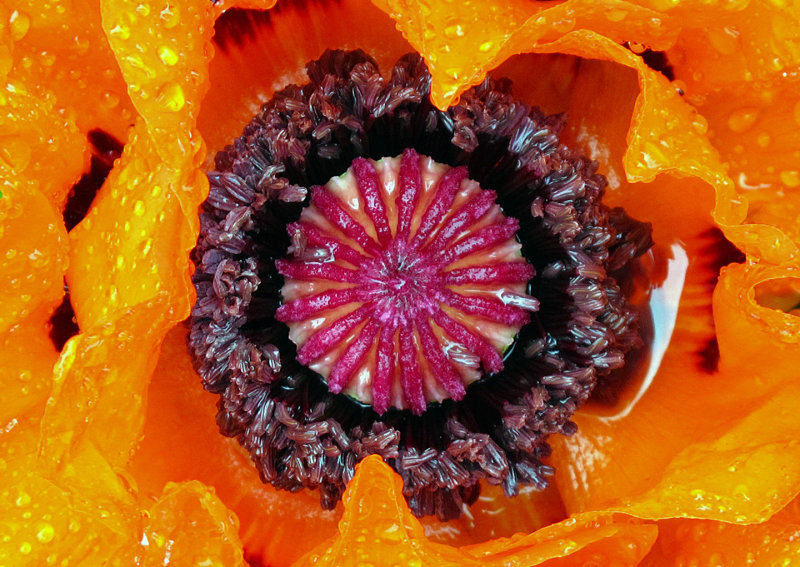 Poppy-in-Rain-copy