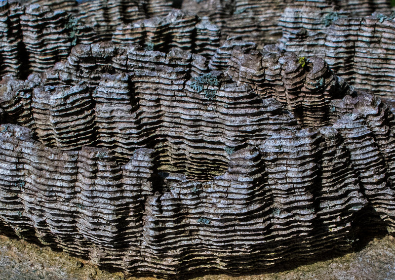 Hackberry-Bark-3