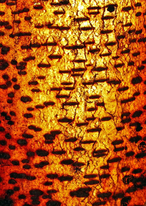 Birch-Bark-3