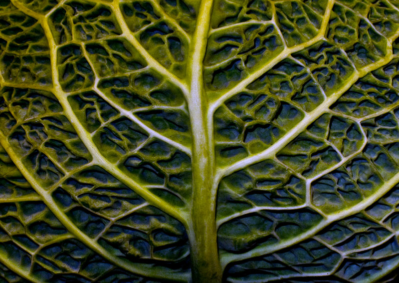 Savoy-Cabbage-Leaf
