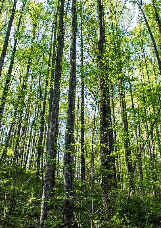 Poplars-in-Spring