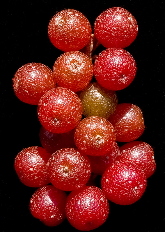 _-Russian-Olive-Tree-Berries