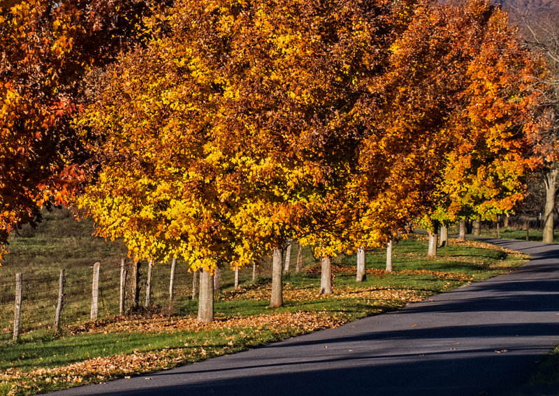 Fall-Trees-Along-Drive