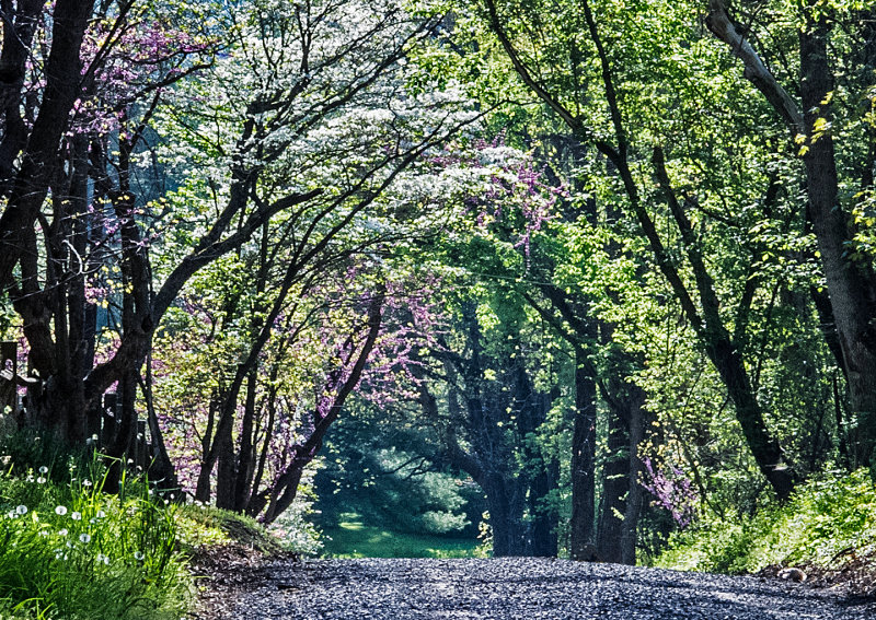 Roadway-in-Spring