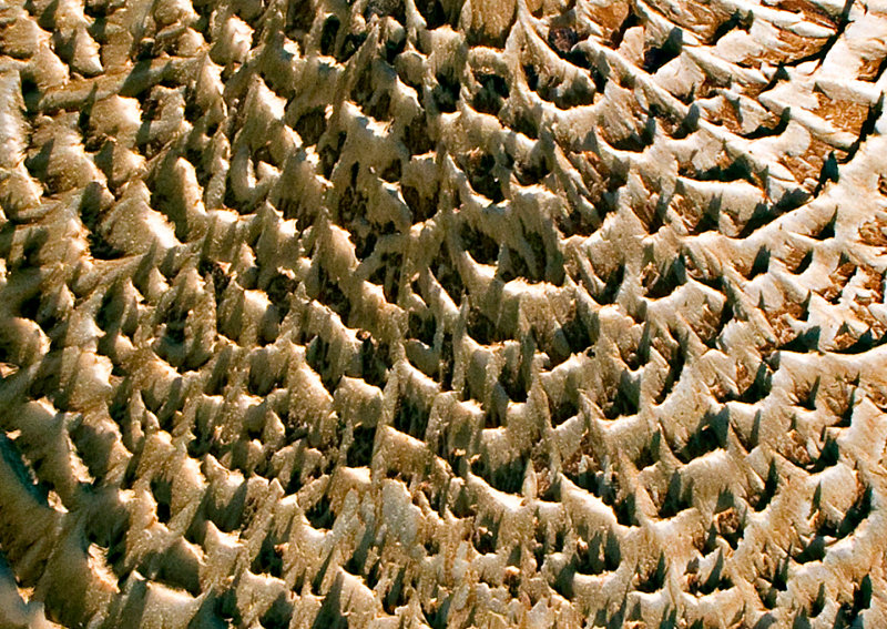 Fungi-Pattern---2