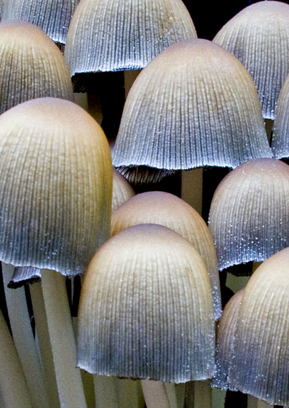 Fungi-Cluster-2011