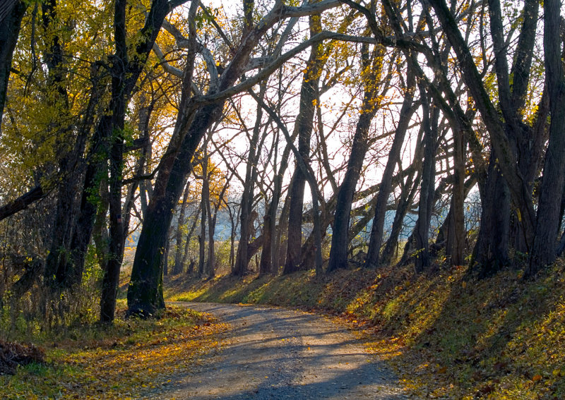 Shenandoah-Fall-Road