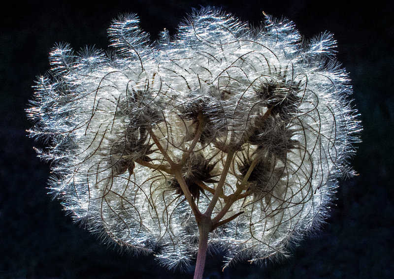 Weed-Seedhead