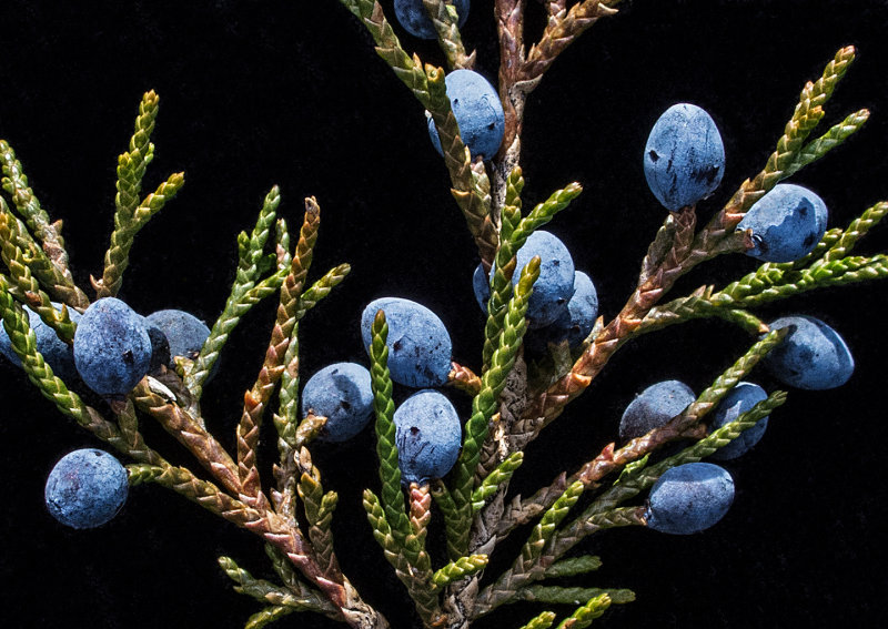 Eastern Red Cedar Cones---1