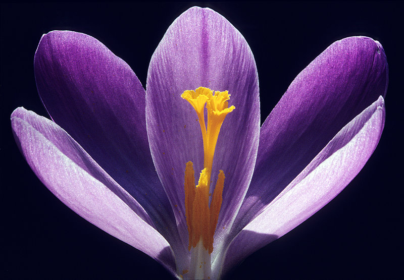 Crocus