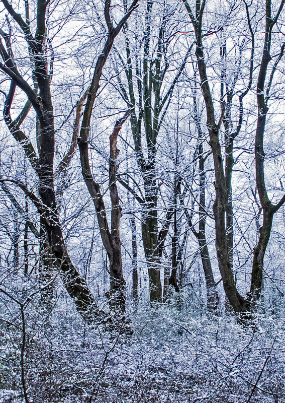 Late-Season-Snow---3 (See p.4 - Foggy Appalachian Trail)