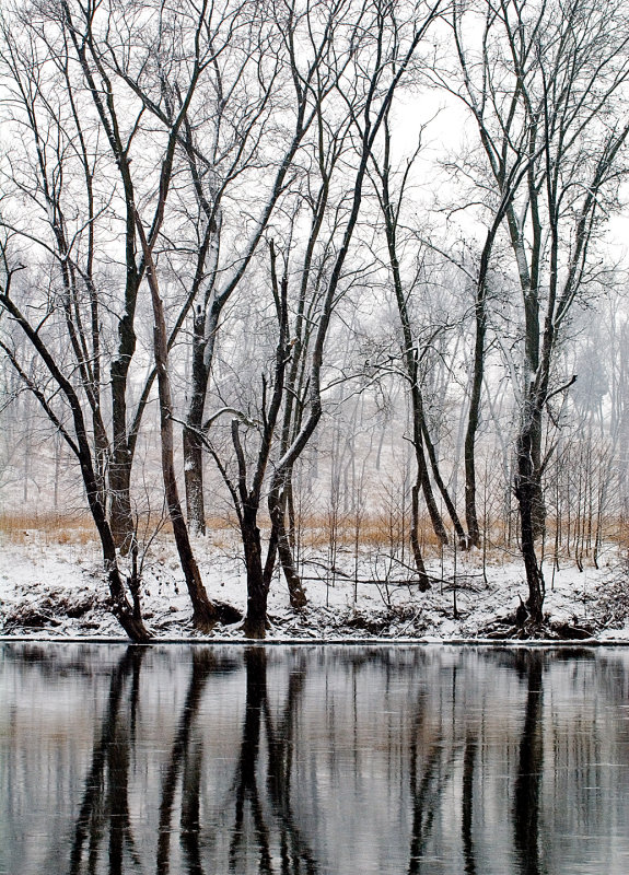 Snowy Trees Reflections