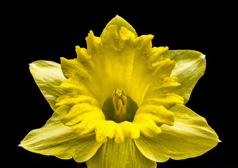 Daffodil-2016