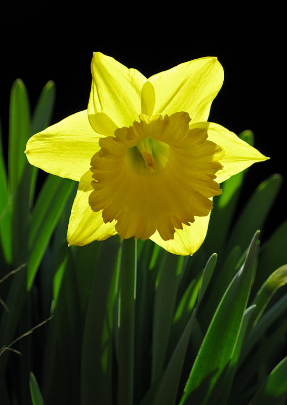 Daffodil