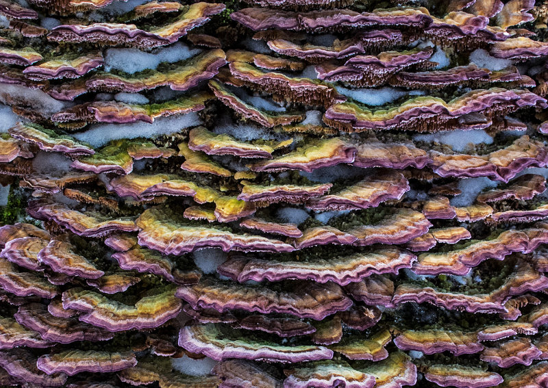 Fungi---2015