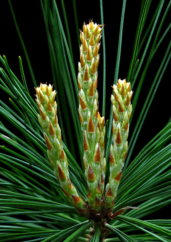 New (Pine-Tree)-Growth