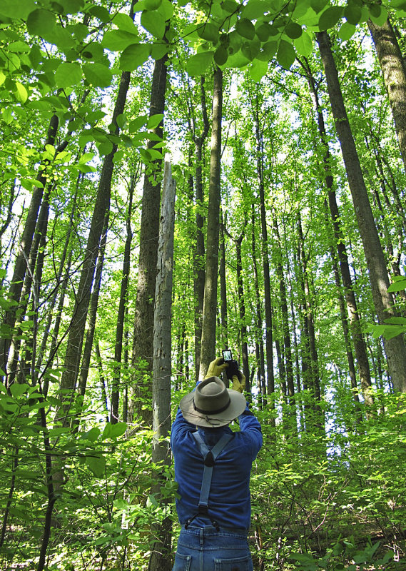 W photographing Poplars in Spring - 2