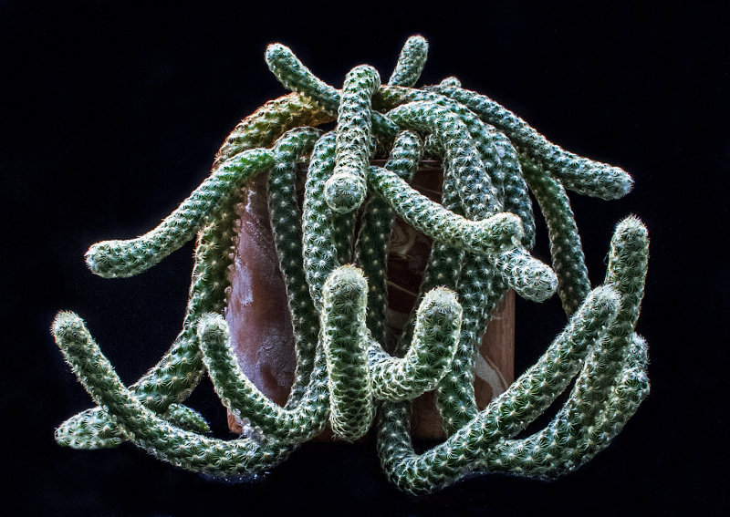 Tarantula-Cactus