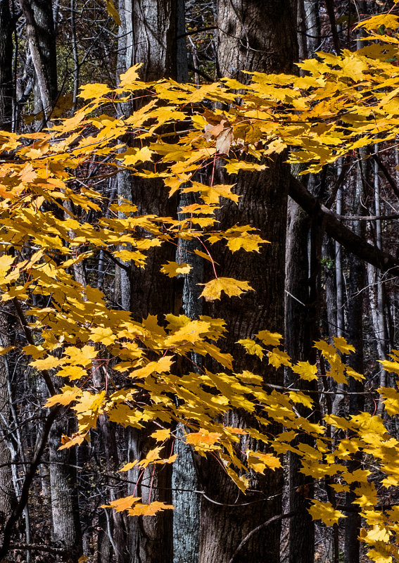 Fall-Leaves-2015---1