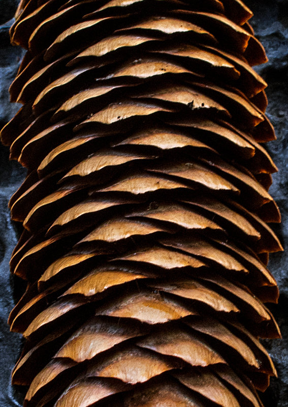 Pine-Cone-Detail