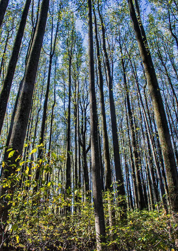 Poplars-in-Fall