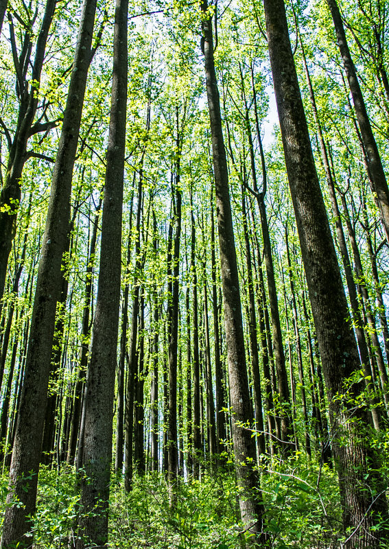 Poplars-in-Spring---2016