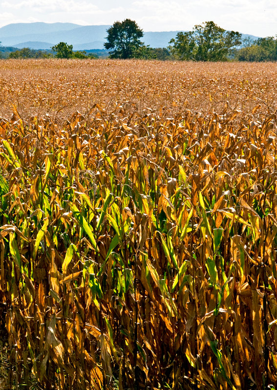 Corn-Field---2