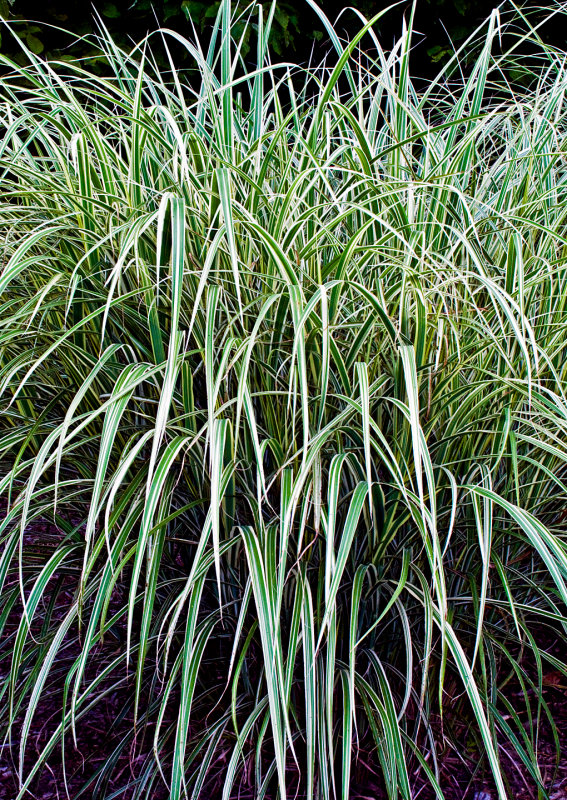 Pampas-Grass