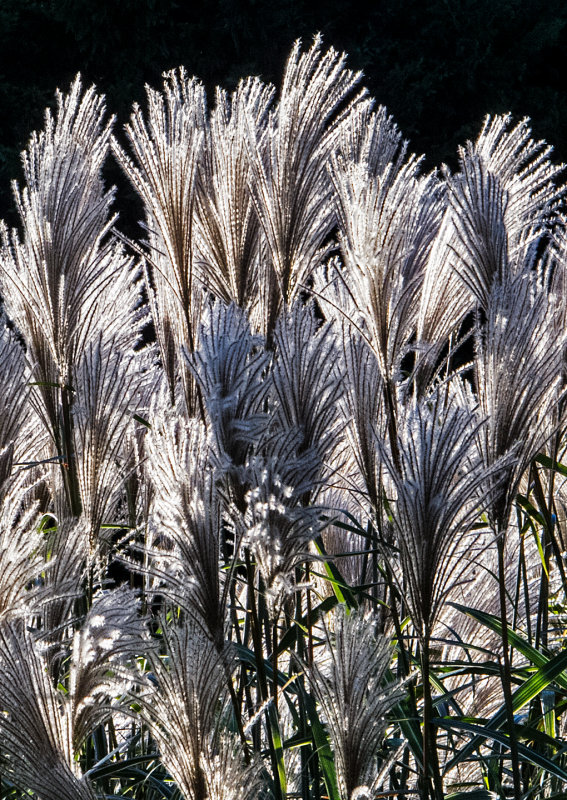 Pampas-Grass-2016