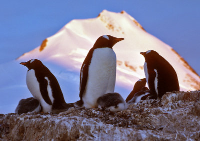 Gentoo-Penguins