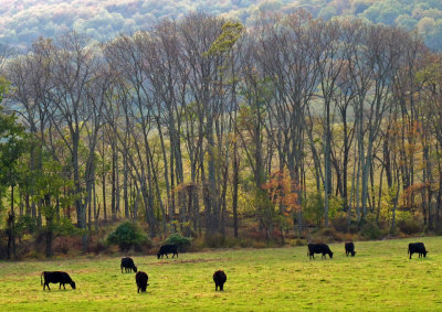 Autumn-Landscape-with-Cattle