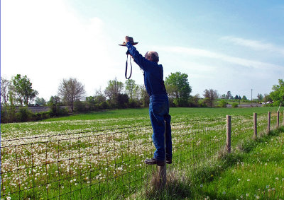 W-photographing-A-Lotta-Dandelions