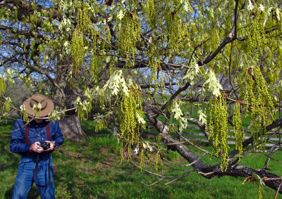 W-photographing-Oak-Catkins