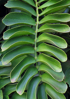 Kauai-Leaves