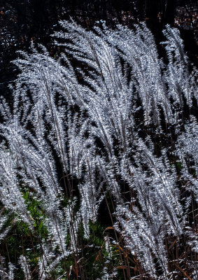 Robs-Pampas-Grass