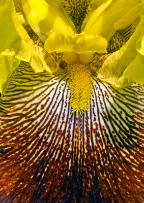 Iris-variegata