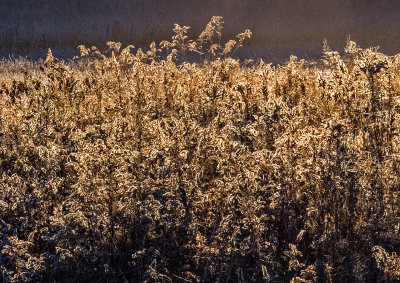 Backlit-Field-of-Weeds