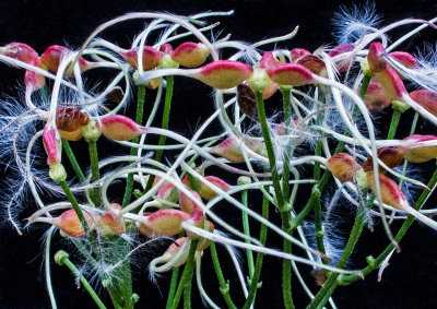 Sweet Autumn Clematis Seeds