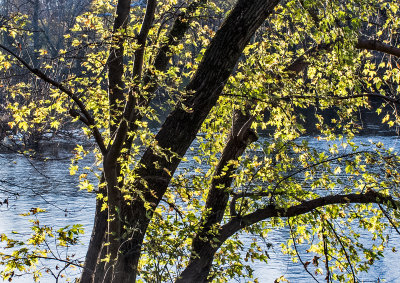 Fall-Tree---Shenandoah River
