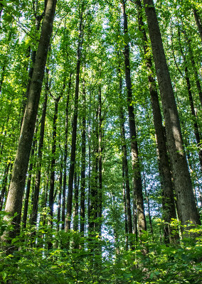 Poplars-in-Spring---2